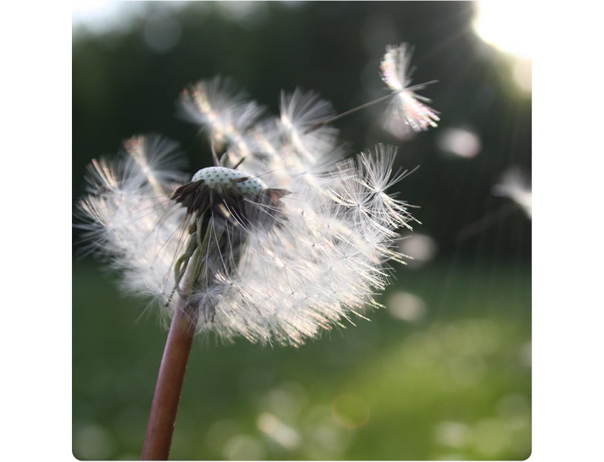 air pollen purifier
