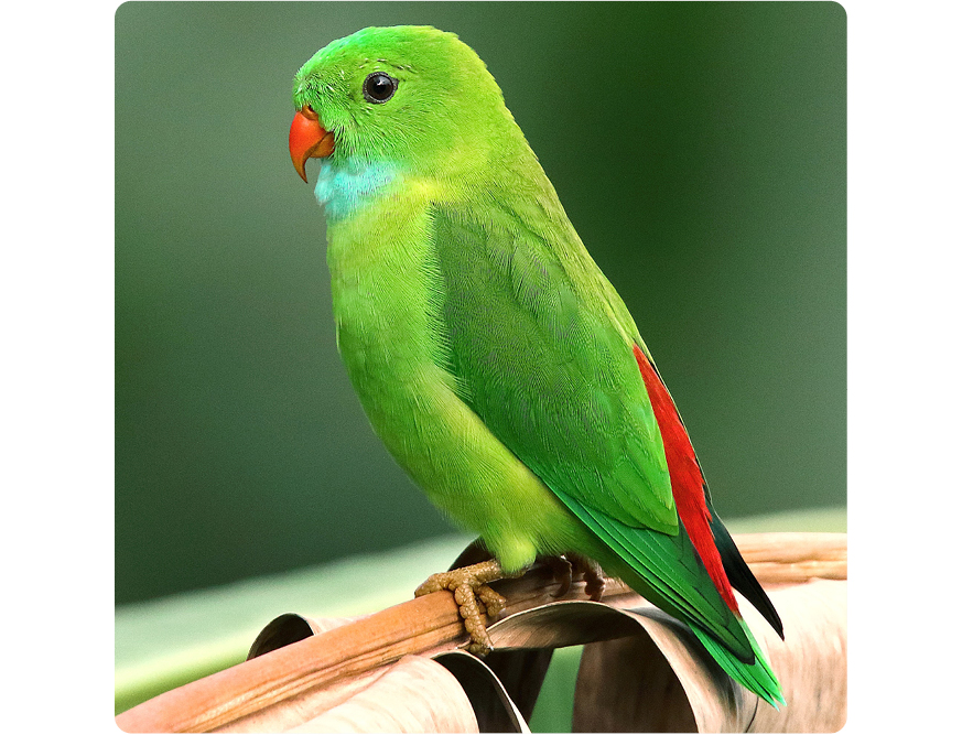 Vogelstaub